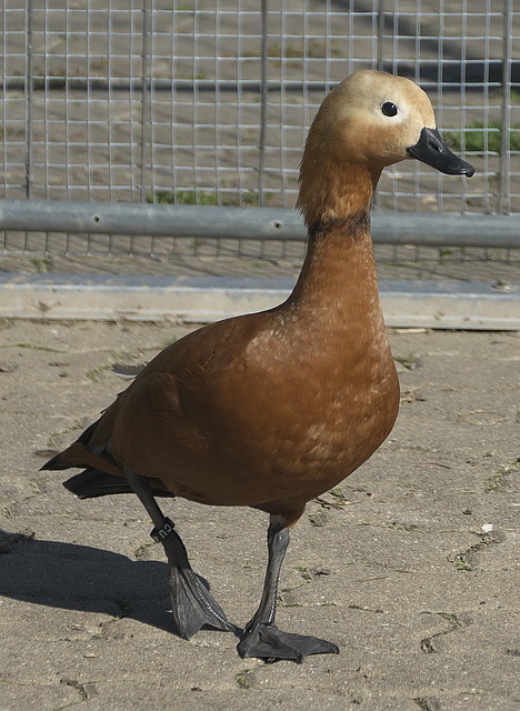 为上海申花