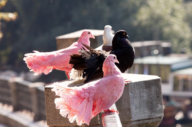 但是近期旧 但是近期旧